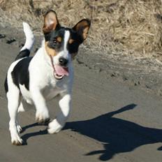 Jack russell terrier Zico