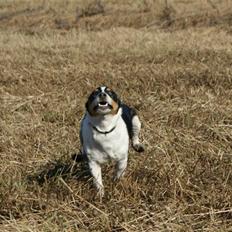 Jack russell terrier Zico