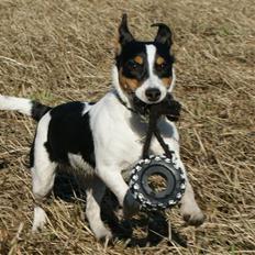 Jack russell terrier Zico