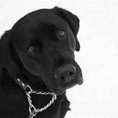 Blanding af racer Don Henley