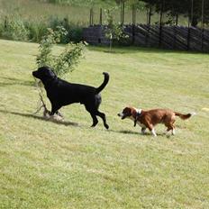 Blanding af racer Don Henley