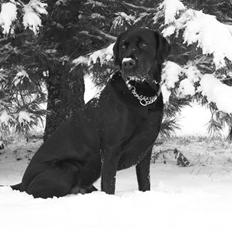 Blanding af racer Don Henley