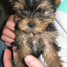 Yorkshire terrier Chili