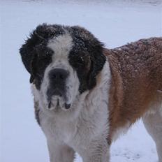 Sankt bernhardshund Zoomorf's Xander