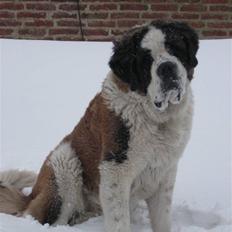 Sankt bernhardshund Zoomorf's Xander