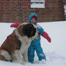 Sankt bernhardshund Zoomorf's Xander