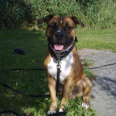 Amerikansk staffordshire terrier Tyson R.I.P den 31/03-11