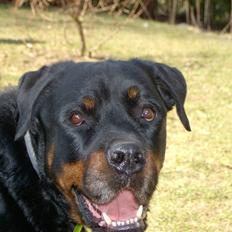Rottweiler Bobo 