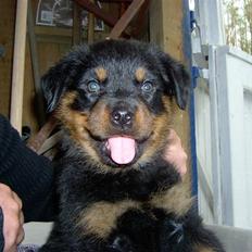 Rottweiler radeau kira 