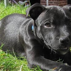 Staffordshire bull terrier Asuki