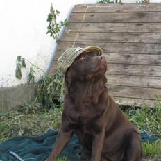 Labrador retriever  Apernille´s Vita (Asta)