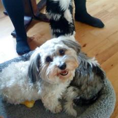 Bichon havanais Glerup's Bibi