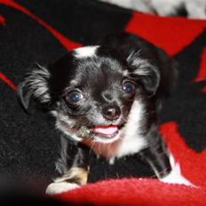 Chihuahua silke