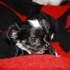 Chihuahua silke