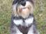 Dvaergschnauzer Eragon