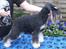 Dvaergschnauzer Eragon