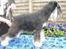 Dvaergschnauzer Eragon