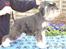 Dvaergschnauzer Eragon