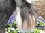 Dvaergschnauzer Eragon