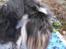 Dvaergschnauzer Eragon