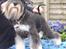 Dvaergschnauzer Eragon