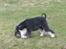 Dvaergschnauzer Eragon