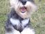 Dvaergschnauzer Eragon