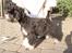 Dvaergschnauzer Eragon