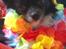 Chihuahua Felix - Hawaii Felix