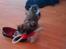 Shih tzu Duchess