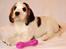 Cocker spaniel Vanilla Joy Dream Design - Ditte - 9 uger gammel