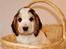 Cocker spaniel Vanilla Joy Dream Design - Ditte - 9 uger gammel