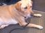 Labrador retriever Max