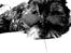 Cairn terrier Sylvester