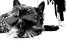 Cairn terrier Sylvester