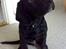 Labrador retriever Basse 