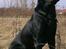 Labrador retriever Basse 