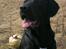 Labrador retriever Basse 