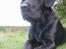 Labrador retriever Basse 