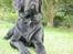 Labrador retriever Basse 