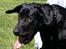 Labrador retriever Basse 