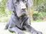 Labrador retriever Basse 