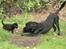 Labrador retriever Basse 