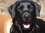 Labrador retriever Chief (Cody's A Man) * DØD * - Chief, 1 år gammel ... på skovtur