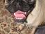 Blanding af racer Thor Mops/Engelsk Bulldog