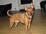 Dvaergpinscher Choko