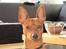 Dvaergpinscher Choko