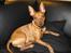 Dvaergpinscher Choko
