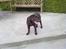 Labrador retriever Coco