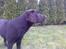 Labrador retriever Coco